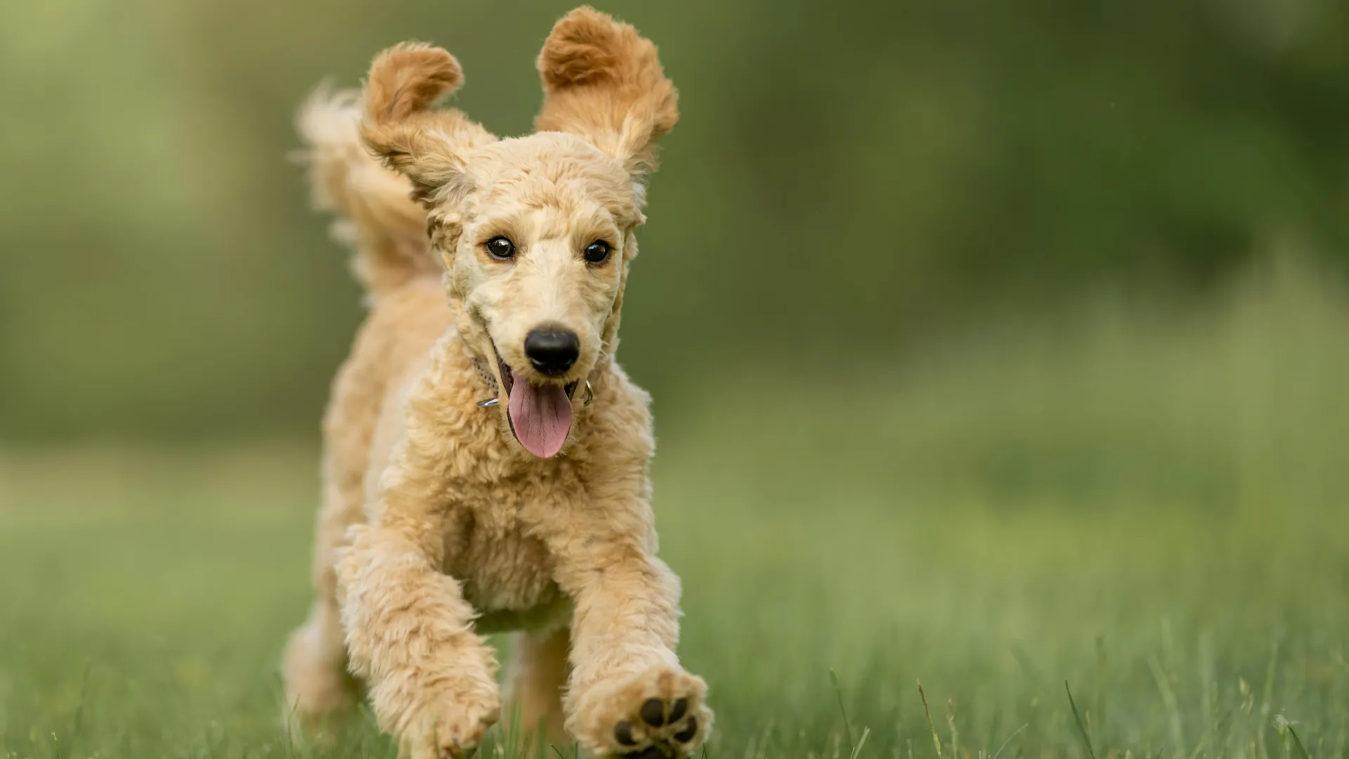 Dogs Run Wild Homepage Banner 4